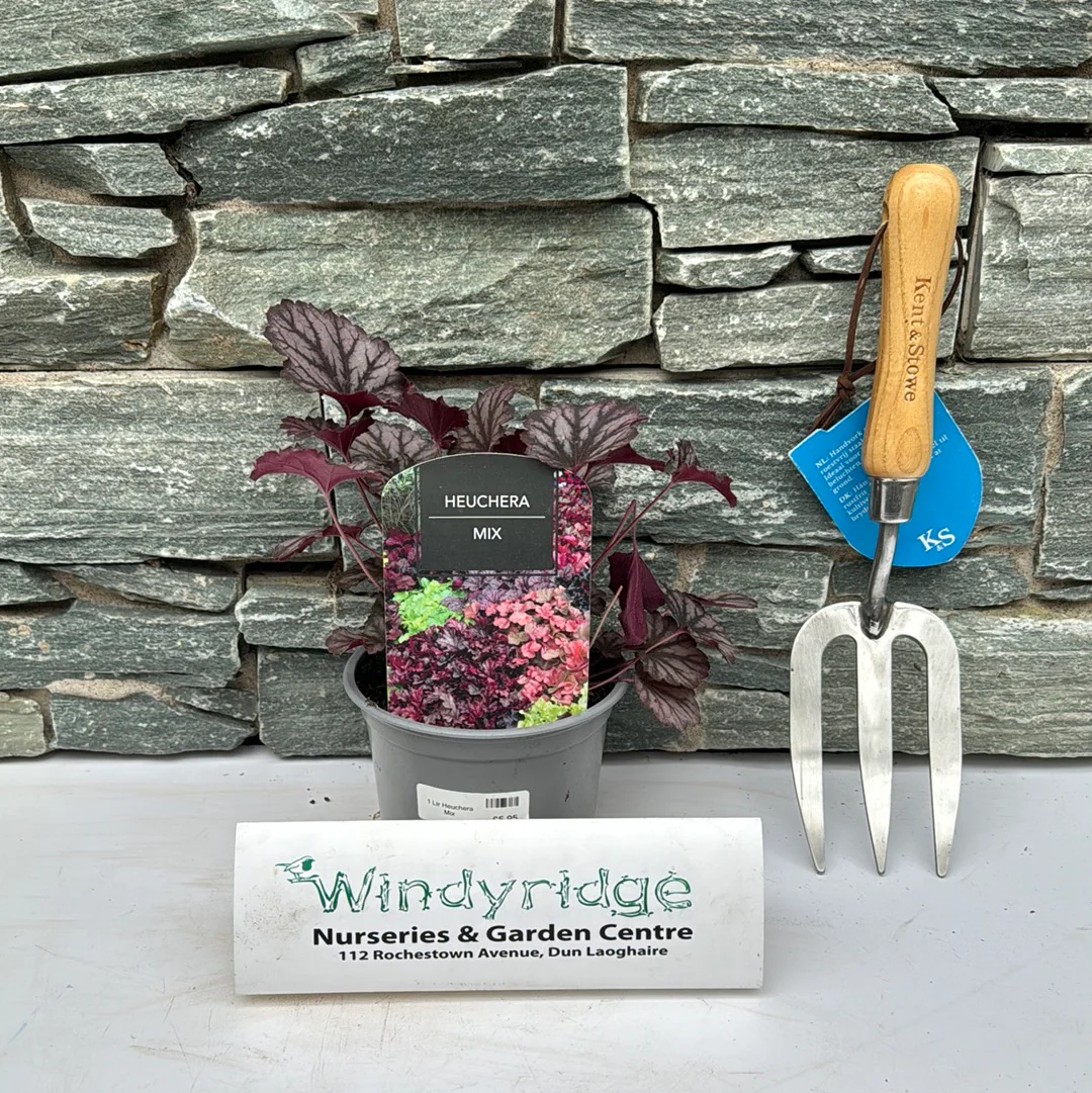1 Ltr Heuchera Mix - Image 2