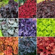 1 Ltr Heuchera Mix - Image 3