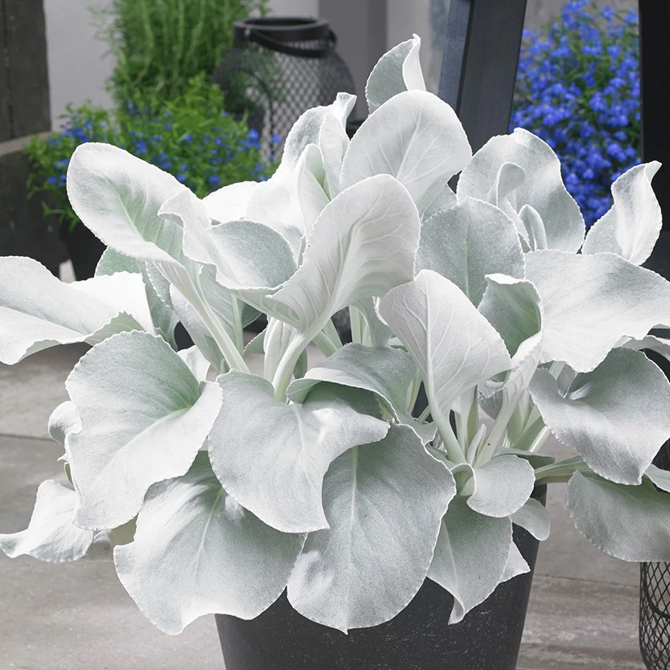 1 Ltr Senecio