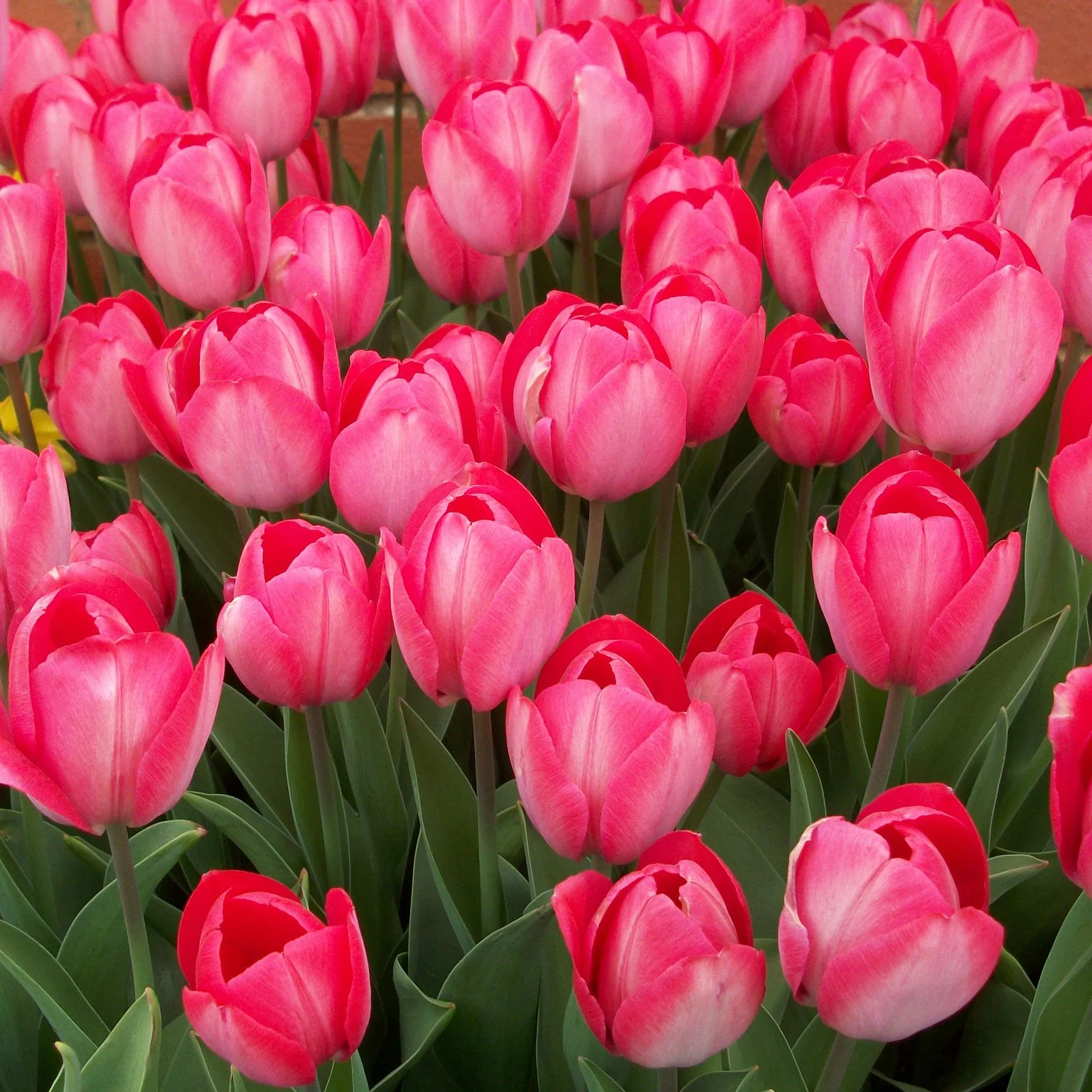 10 TULIP ORANGE VAN EIJK LOOSE