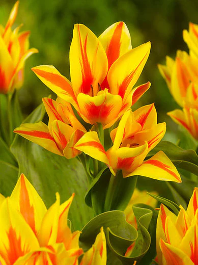10 TULIP WINNIPEG   LOOSE
