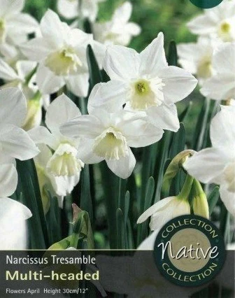 12 NARCISSI TRESAMBLE  SELECT