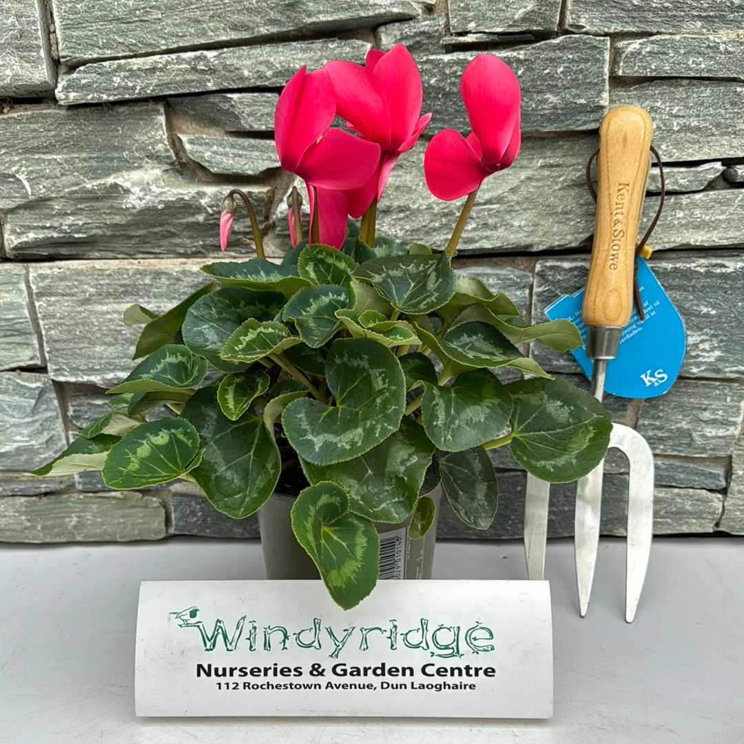 13cm Cyclamen - Image 2