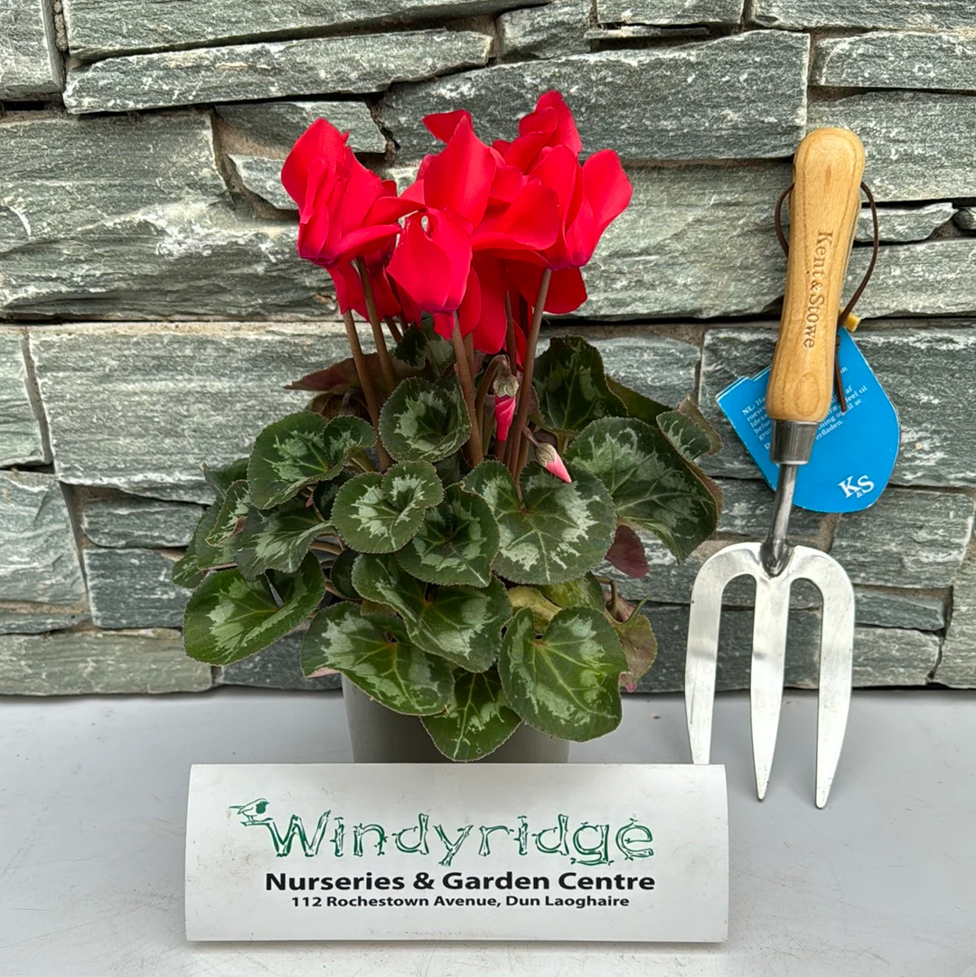 13cm Cyclamen - Image 3