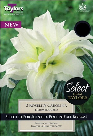 2 LILIUM ROSELILY CAROLINA 14-16