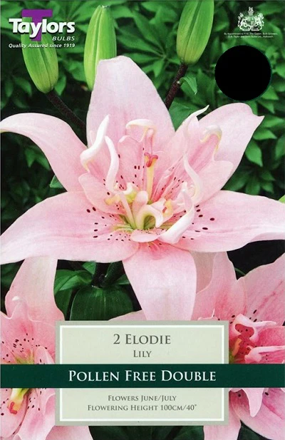 2 LILY ELODIE 14-16
