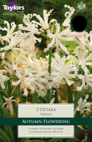 2 NERINE OSTARA