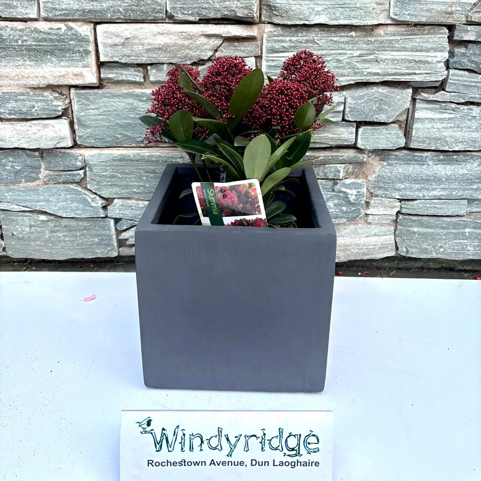 22 cm Square Pot with Skimmia