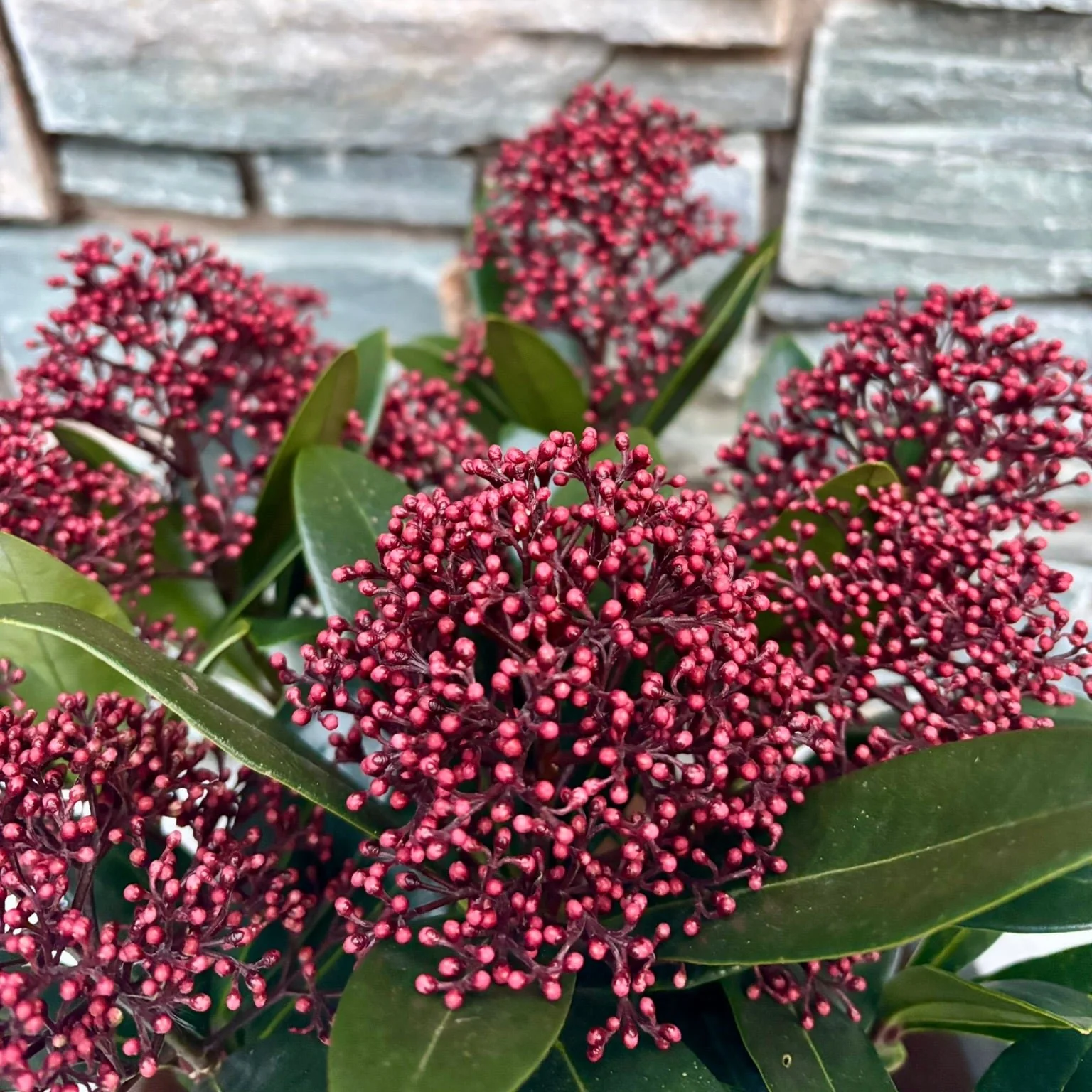 22 cm Square Pot with Skimmia - Image 2