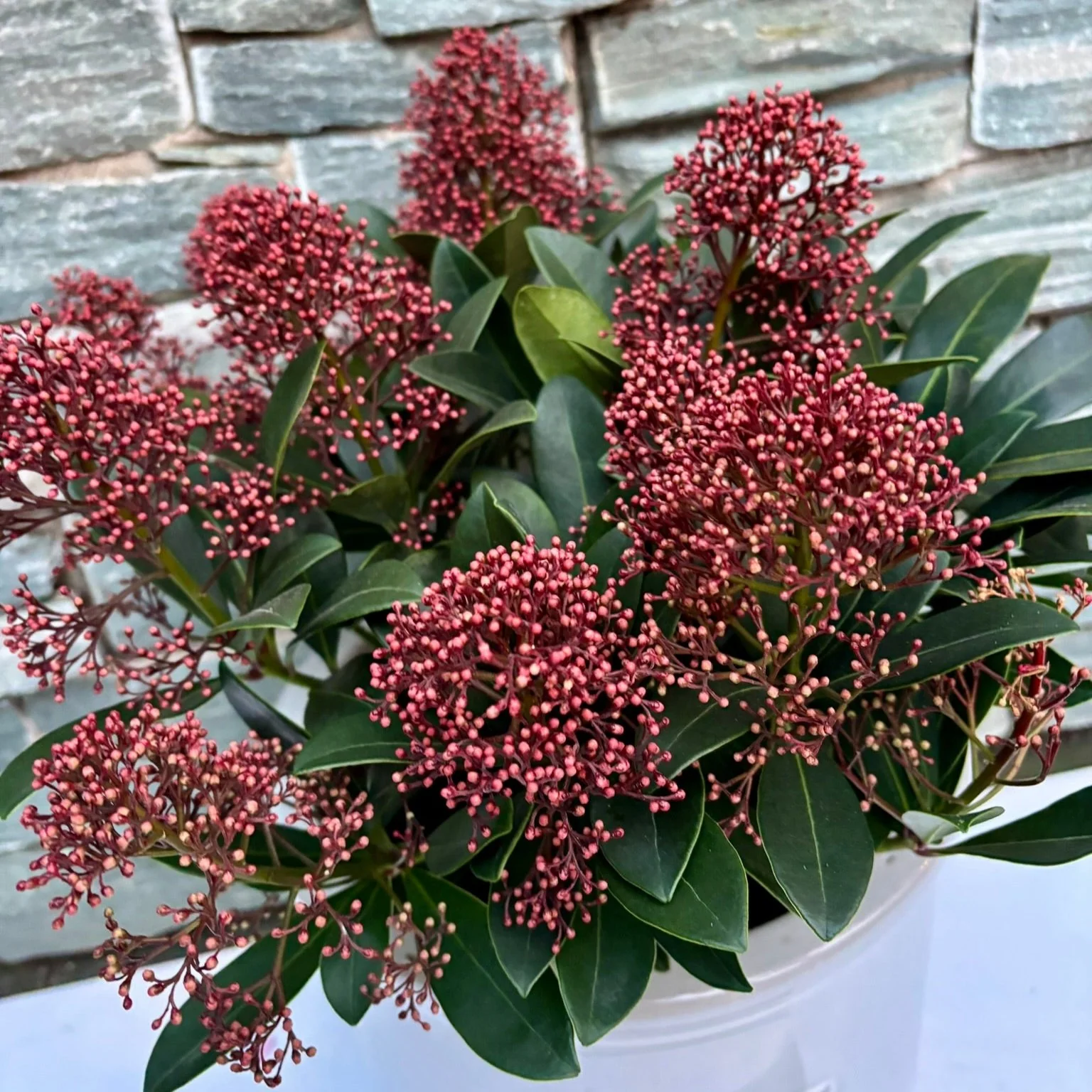 24 cm Cylinder Pot with Skimmia - Image 2
