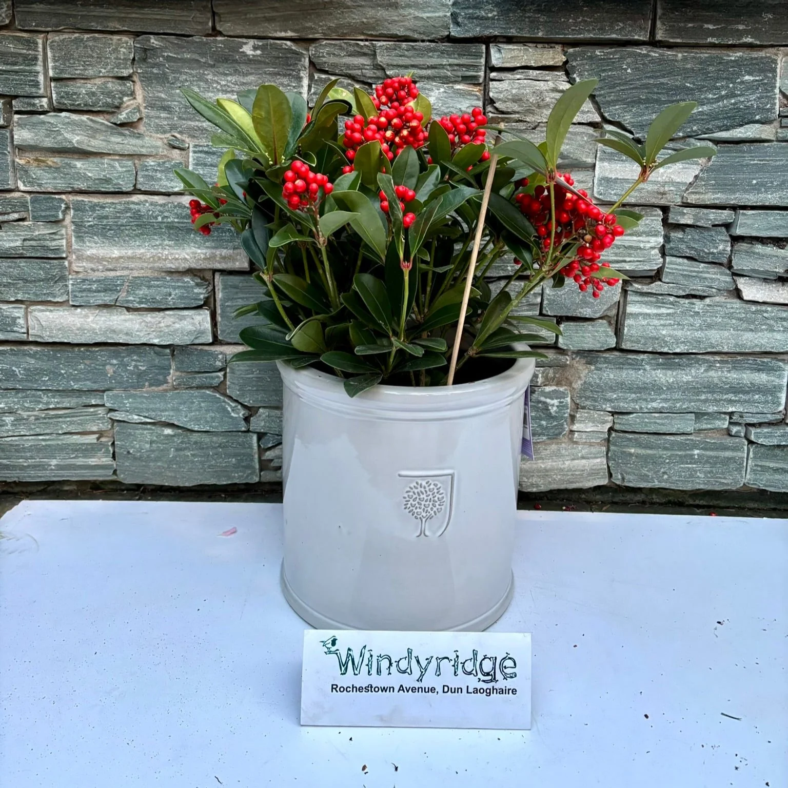 24 cm Cylinder Pot with Skimmia Temptation
