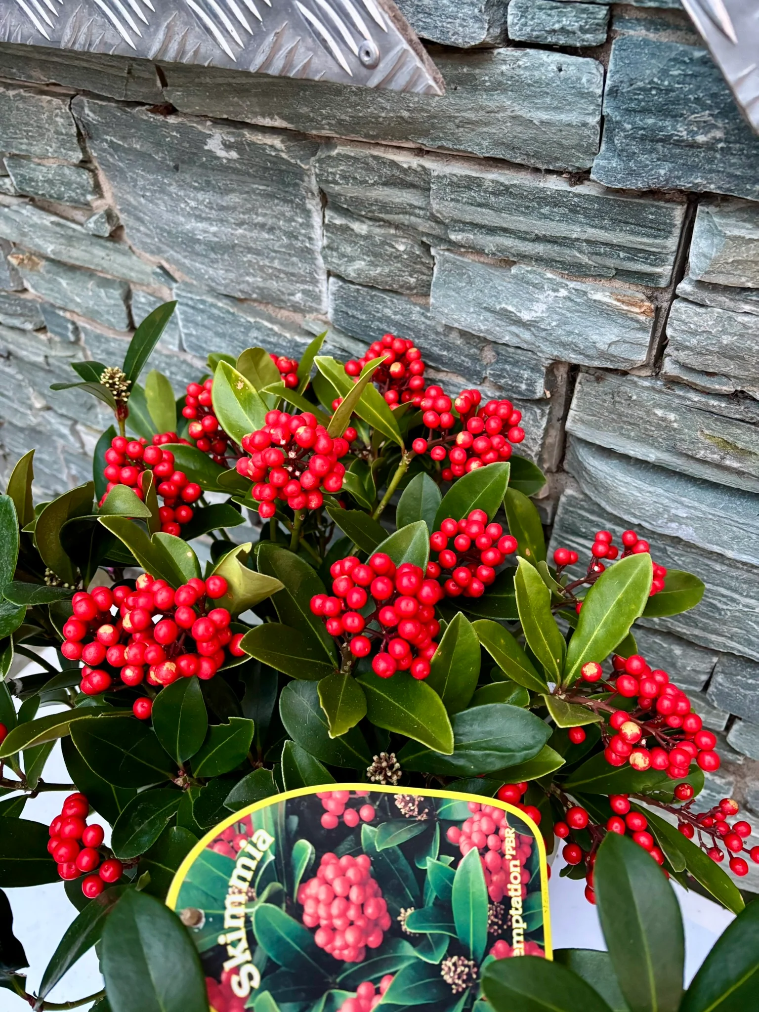 24 cm Cylinder Pot with Skimmia Temptation - Image 2