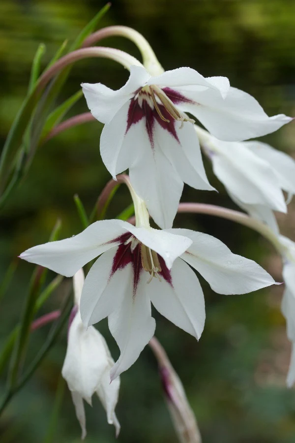 25 GLADIOLUS CALLIANTHUS 6-8