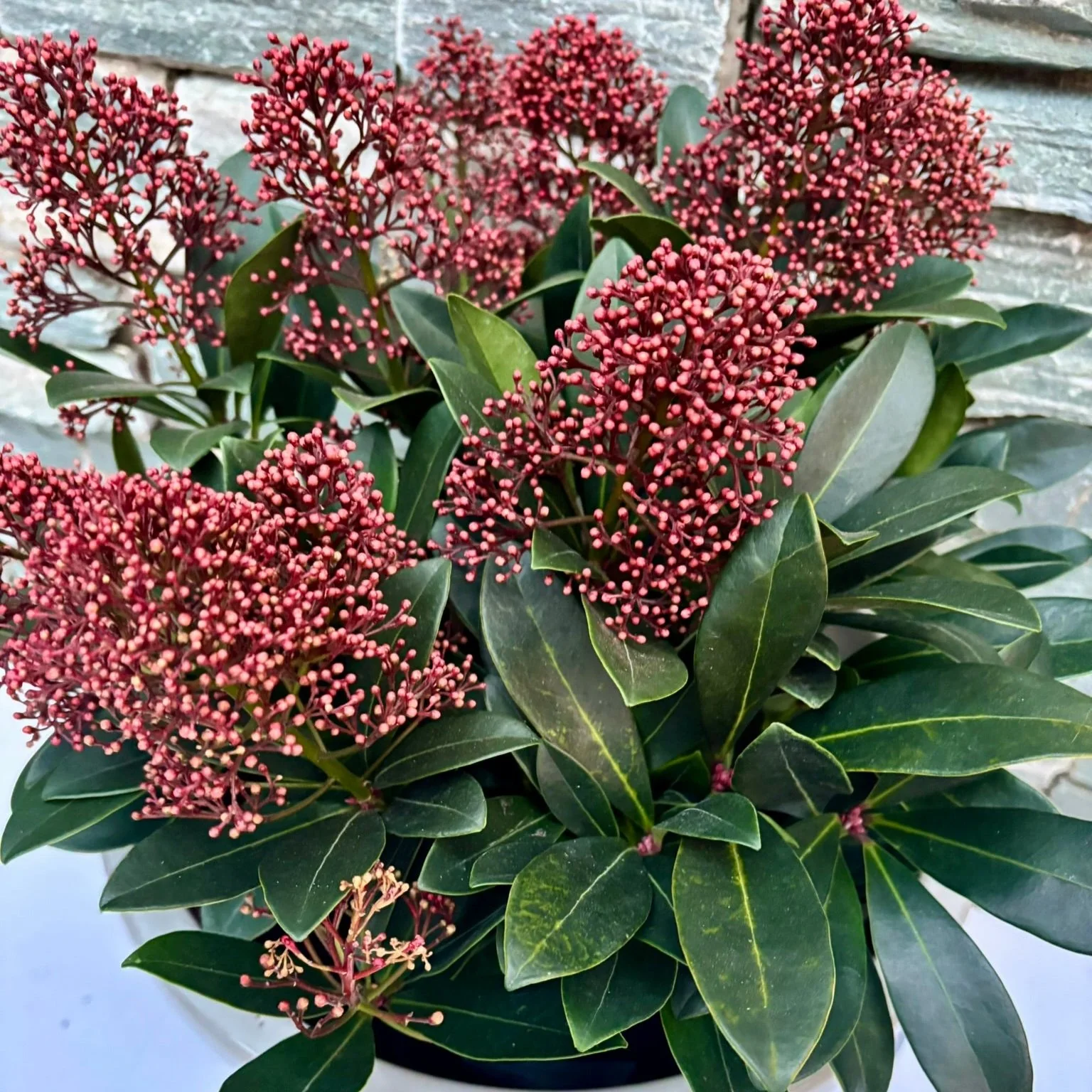 26cm Ceramic Pots with Skimmia - Image 2