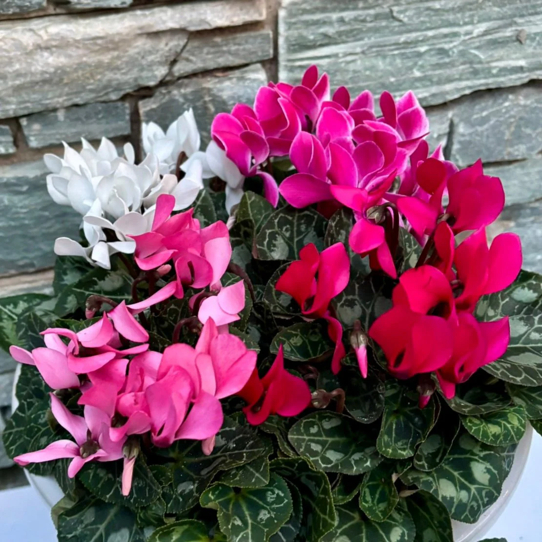 28 cm Square Pot with 4 Cyclamens - Image 2