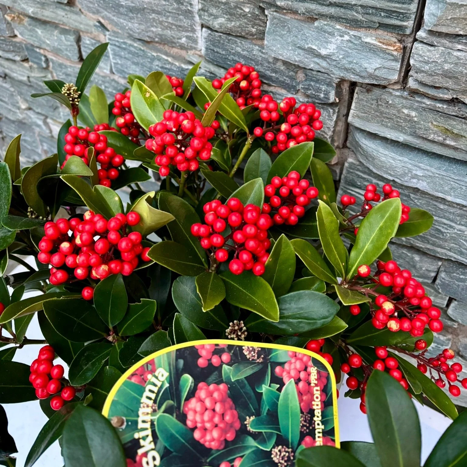 28 cm Square Pot with Skimmia Temptation - Image 2
