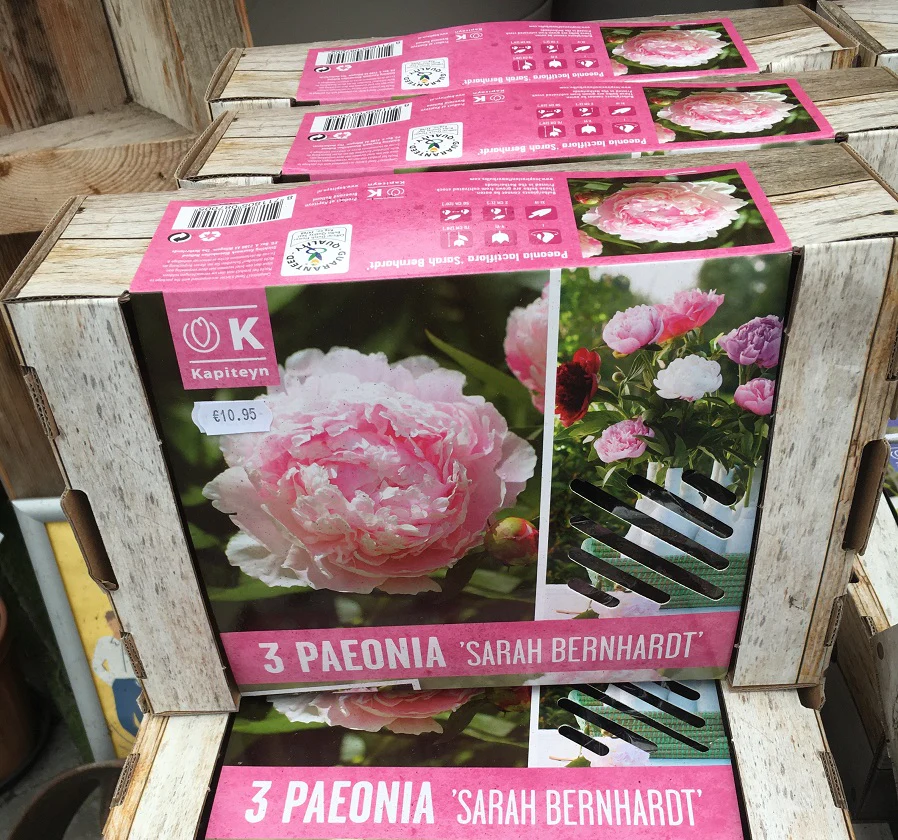 3 BEAUTIFUL GARDENS  PAEONIA SARAH BERNARDT