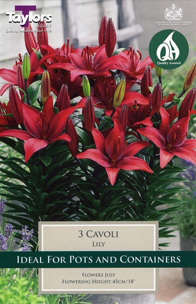 3 LILY CAVOLI 12-14