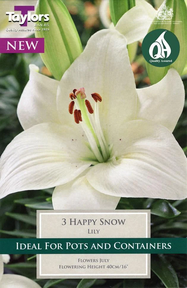 3 LILY HAPPY SNOW 12-14