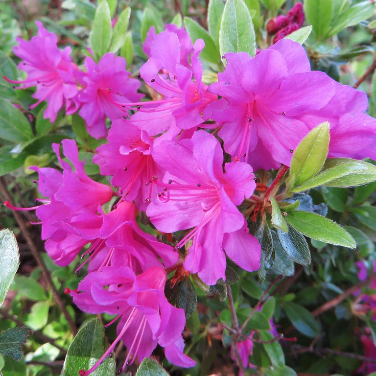 3 Litre Azalea - Image 2