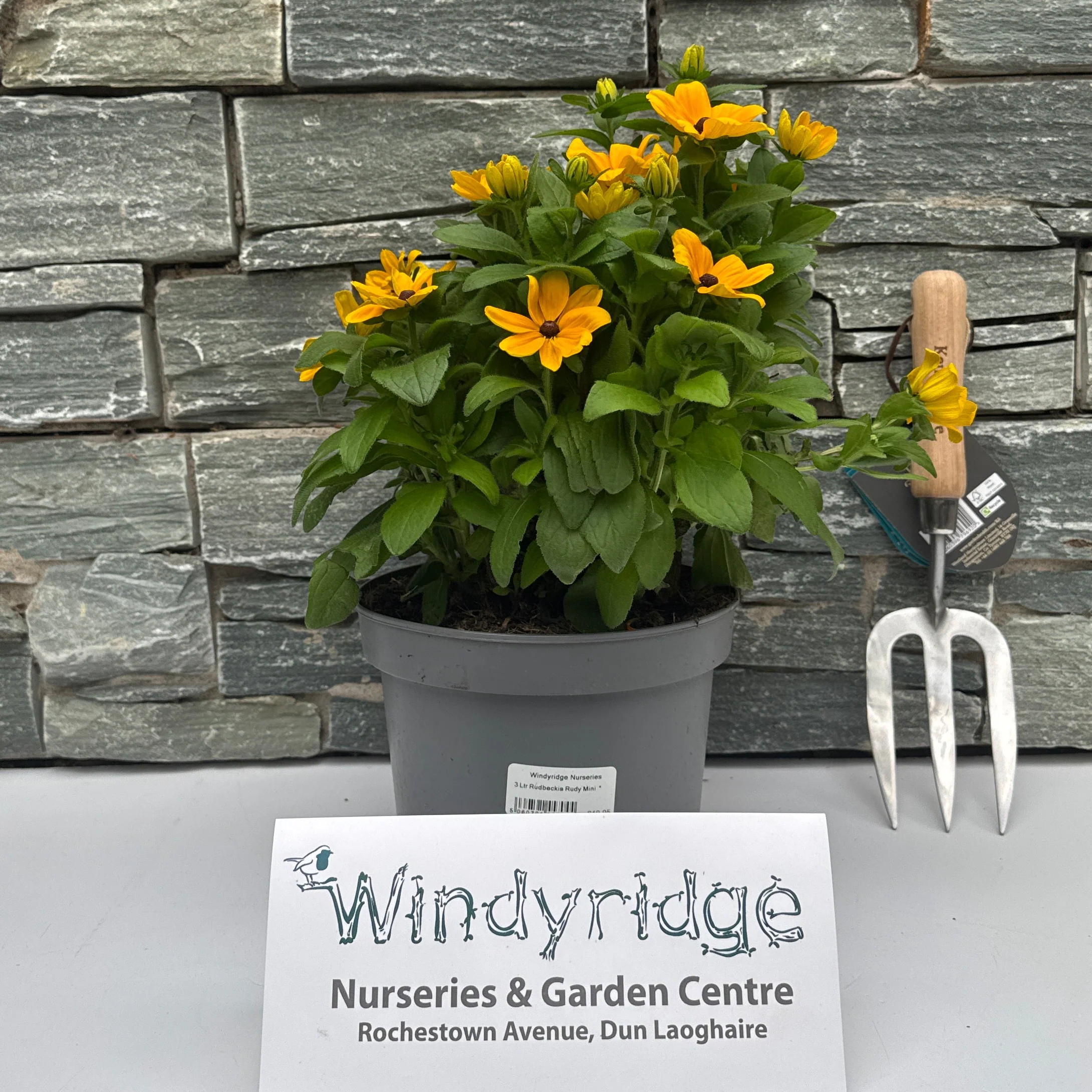 3 Ltr Rudbeckia Rudy Mini