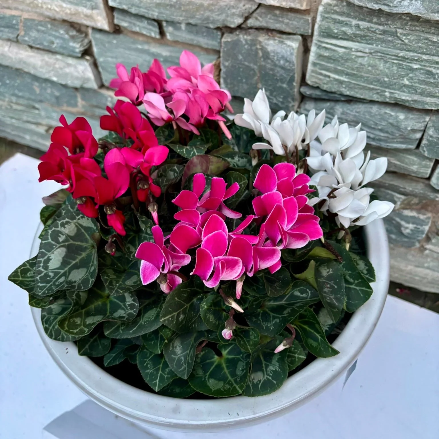 30 cm Cylinder Pot with 4 Cyclamens - Image 2