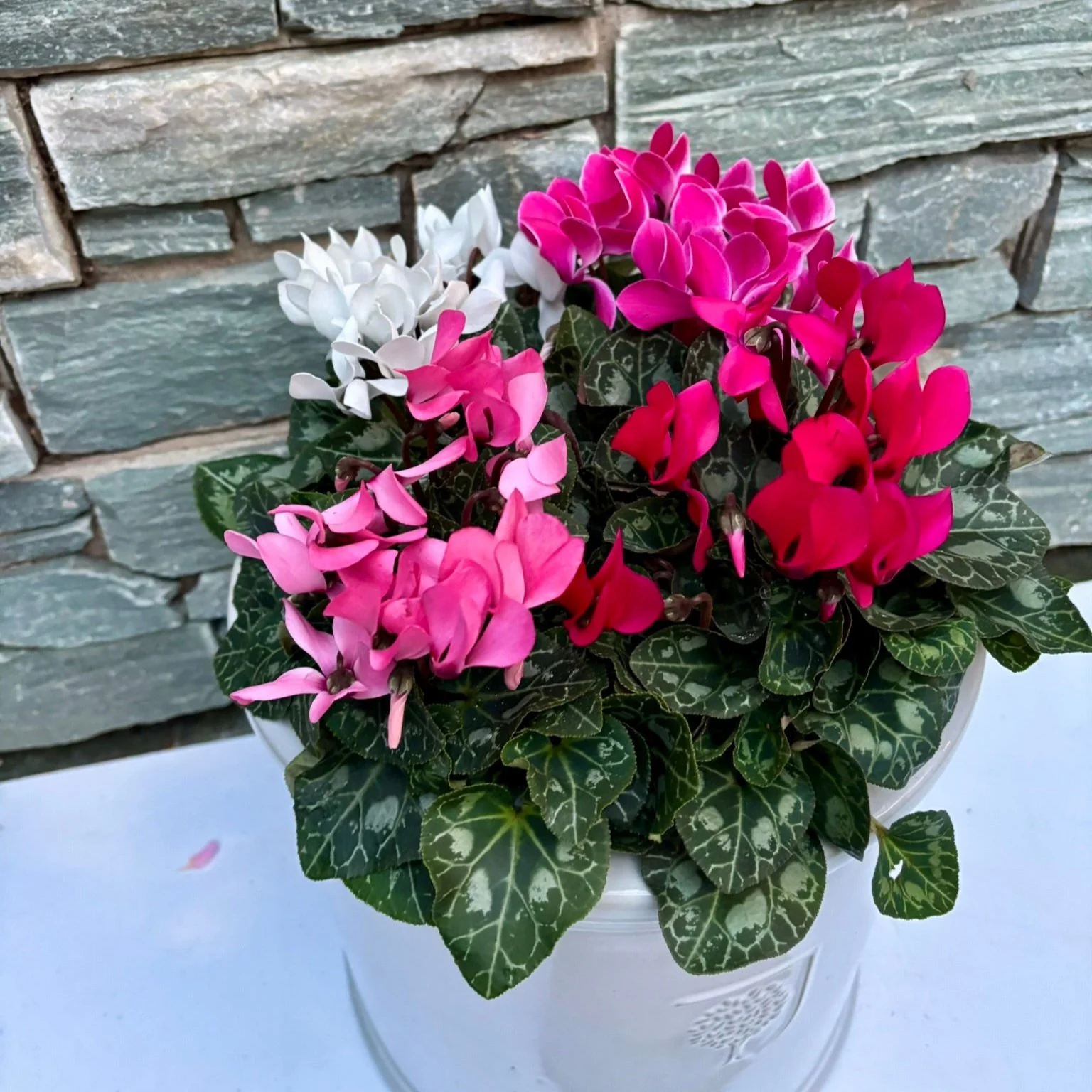 30 cm Cylinder Pot with 4 Cyclamens - Image 3