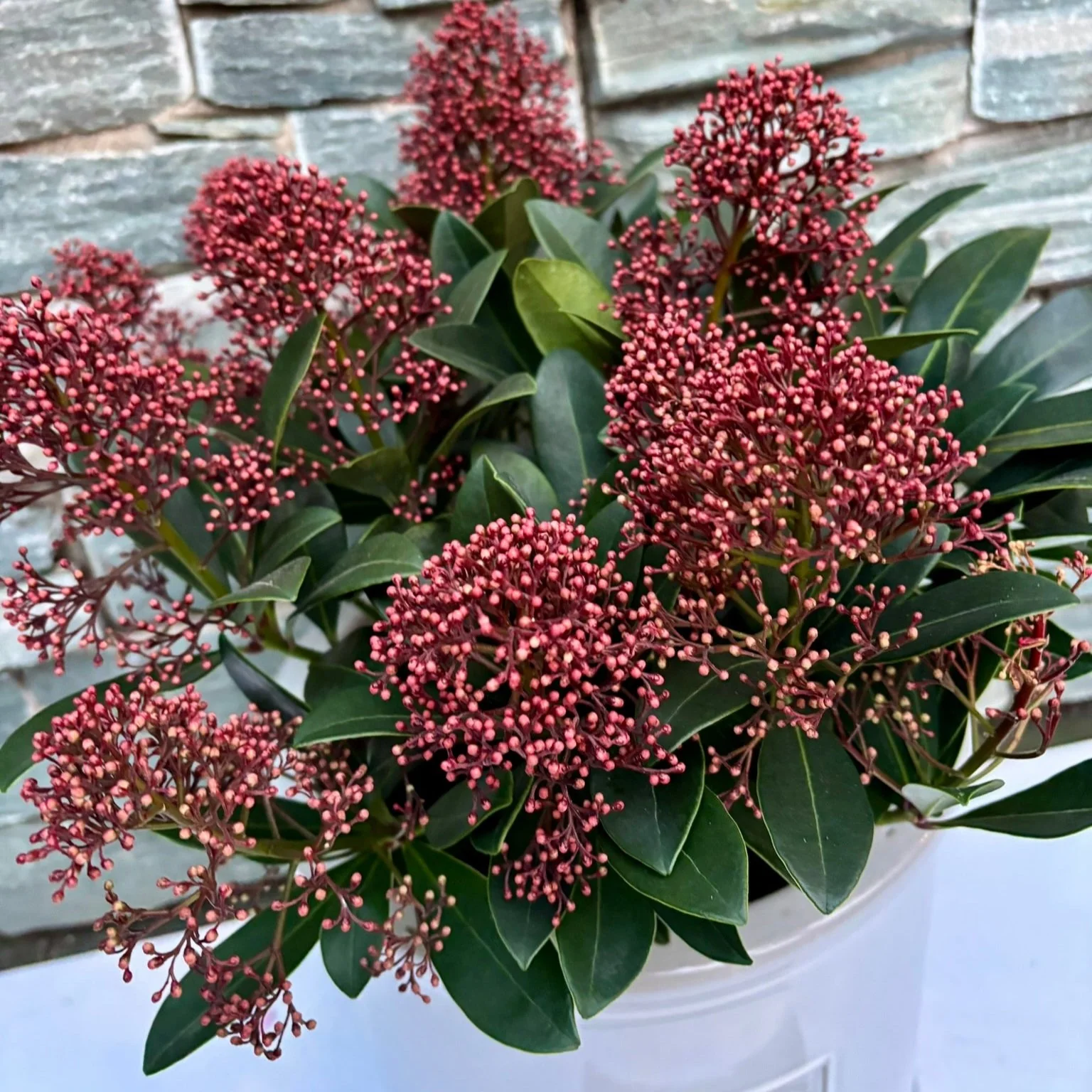 30 cm Cylinder Pot with Skimmia Rubella - Image 2