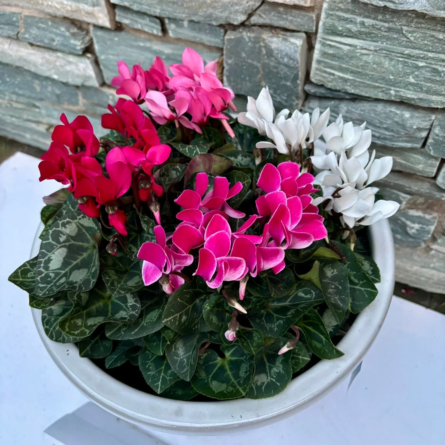 33 cm Ceramic pot with 4 cyclamens - Image 2