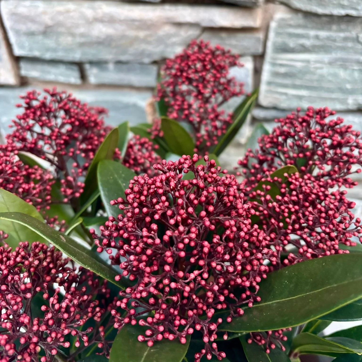 33 cm Ceramic pot with Skimmia Rubella - Image 2