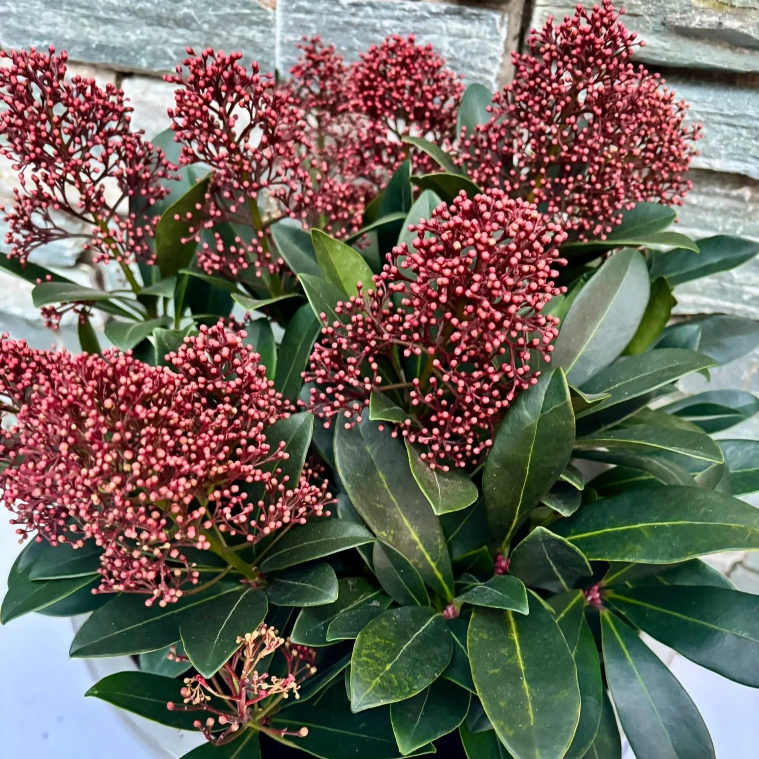 33 cm Ceramic pot with Skimmia Rubella - Image 3