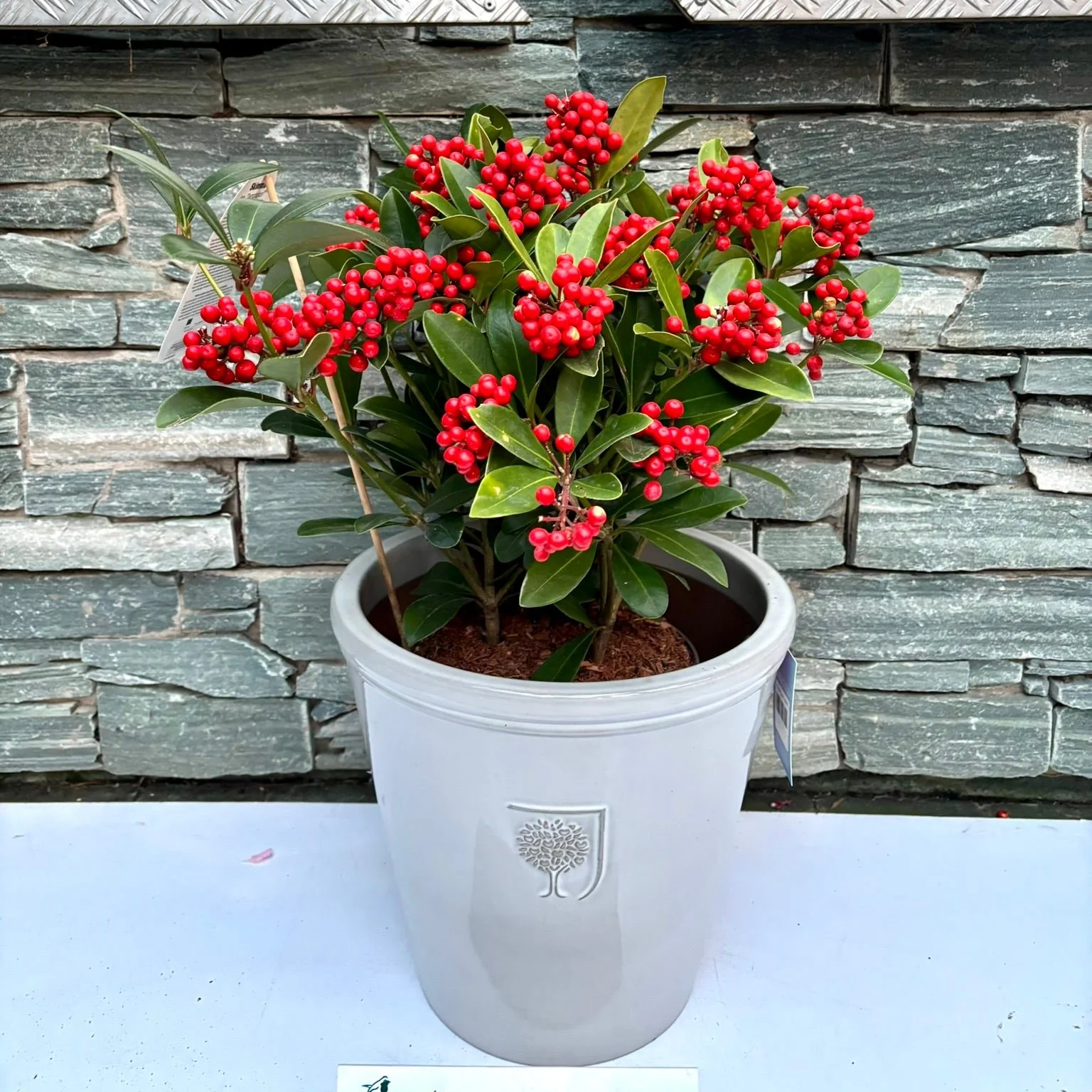 33 cm Ceramic pot with Skimmia Temptation - Image 2