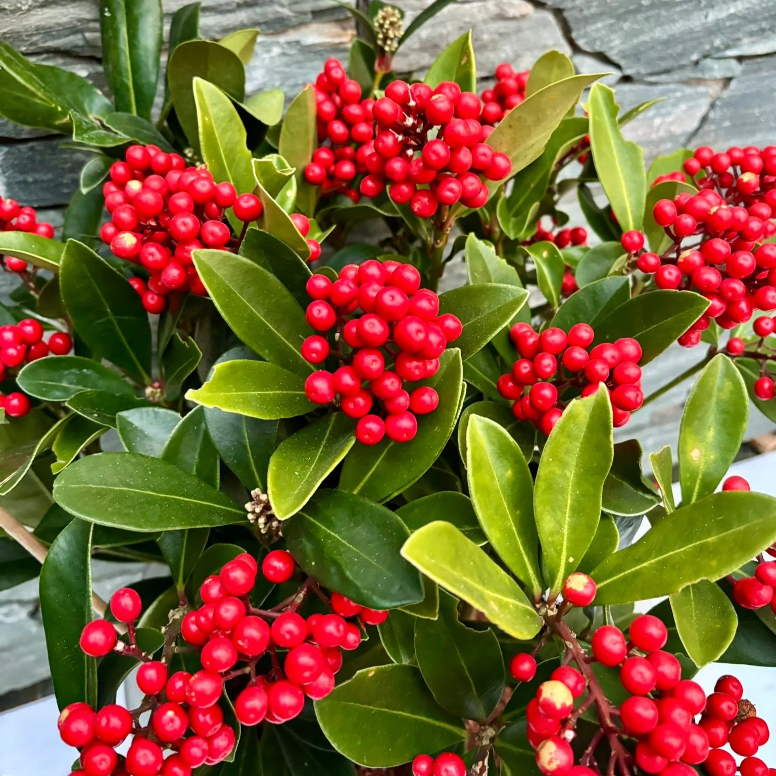 33 cm Ceramic pot with Skimmia Temptation - Image 3