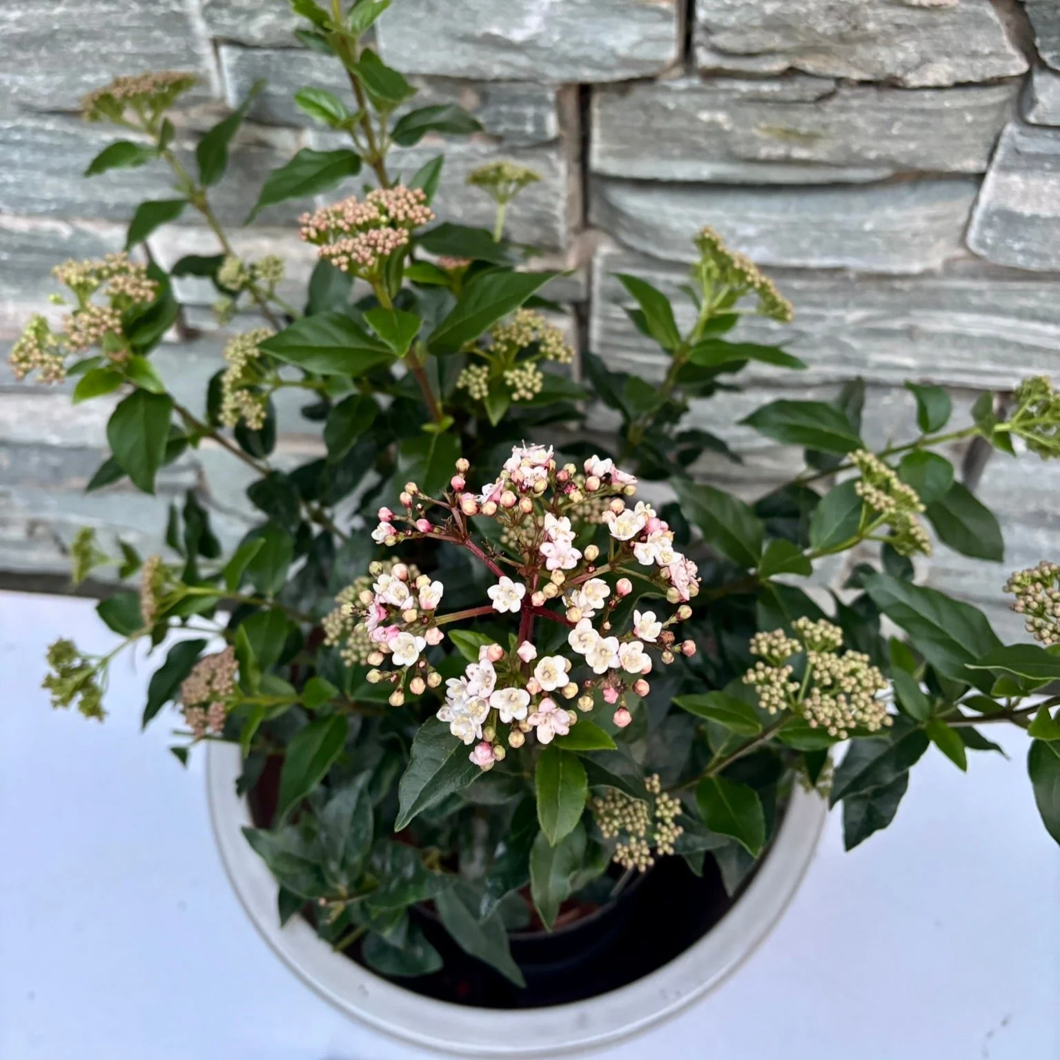 33 cm Ceramic pot with Viburnum - Image 2