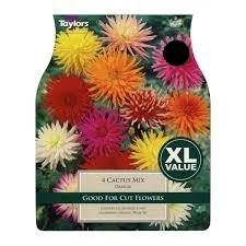 4 DAHLIA CACTUS MIXED