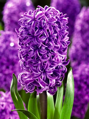 4 GARDEN HYACINTH PURPLE STAR