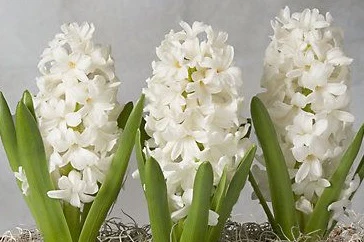 4 HYACINTH AIOLOS  PREP  LOOSE