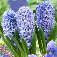 4 HYACINTH DELFT BLUE  ORD  LOOSE
