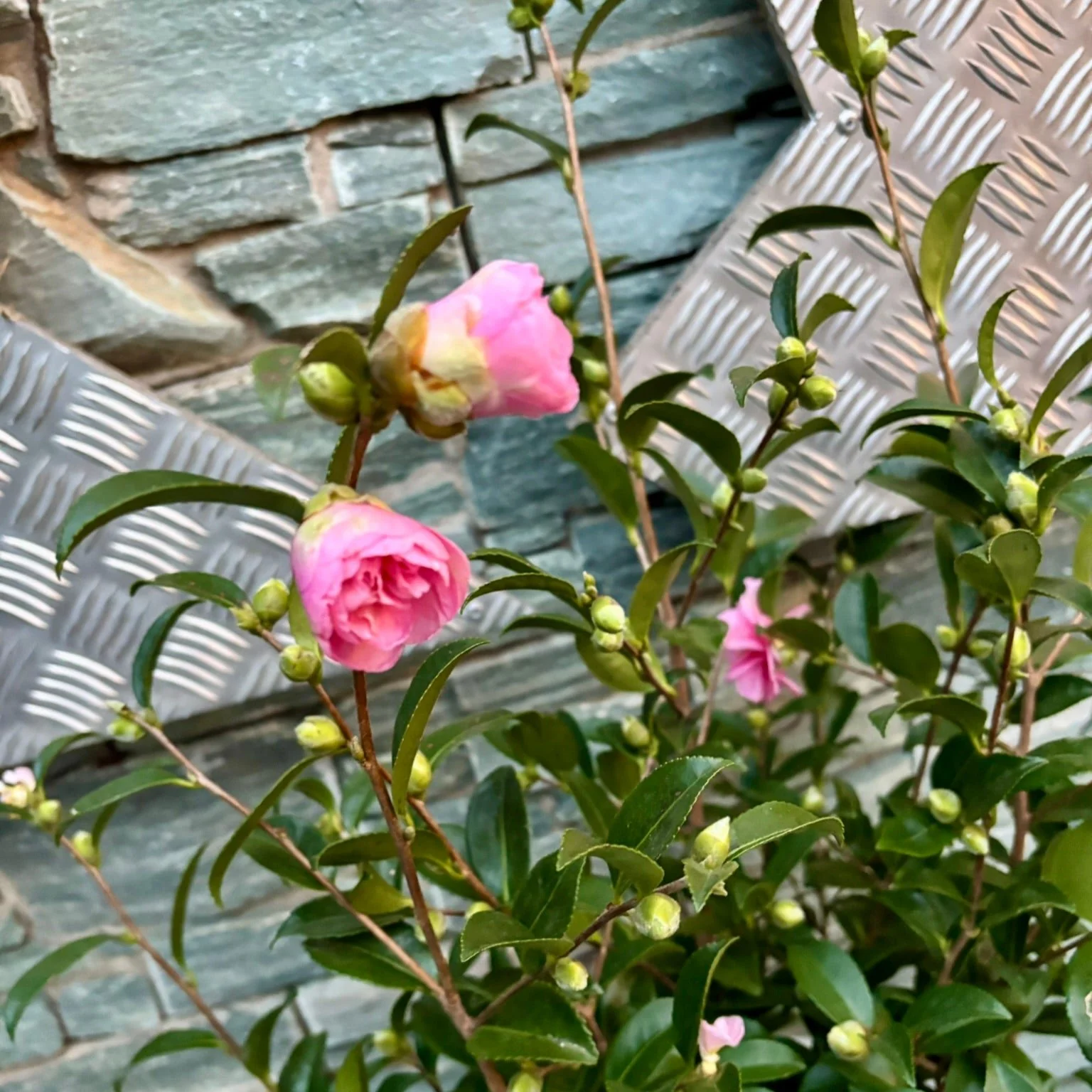 40 cm Ceramic pot with Camellia - Image 2