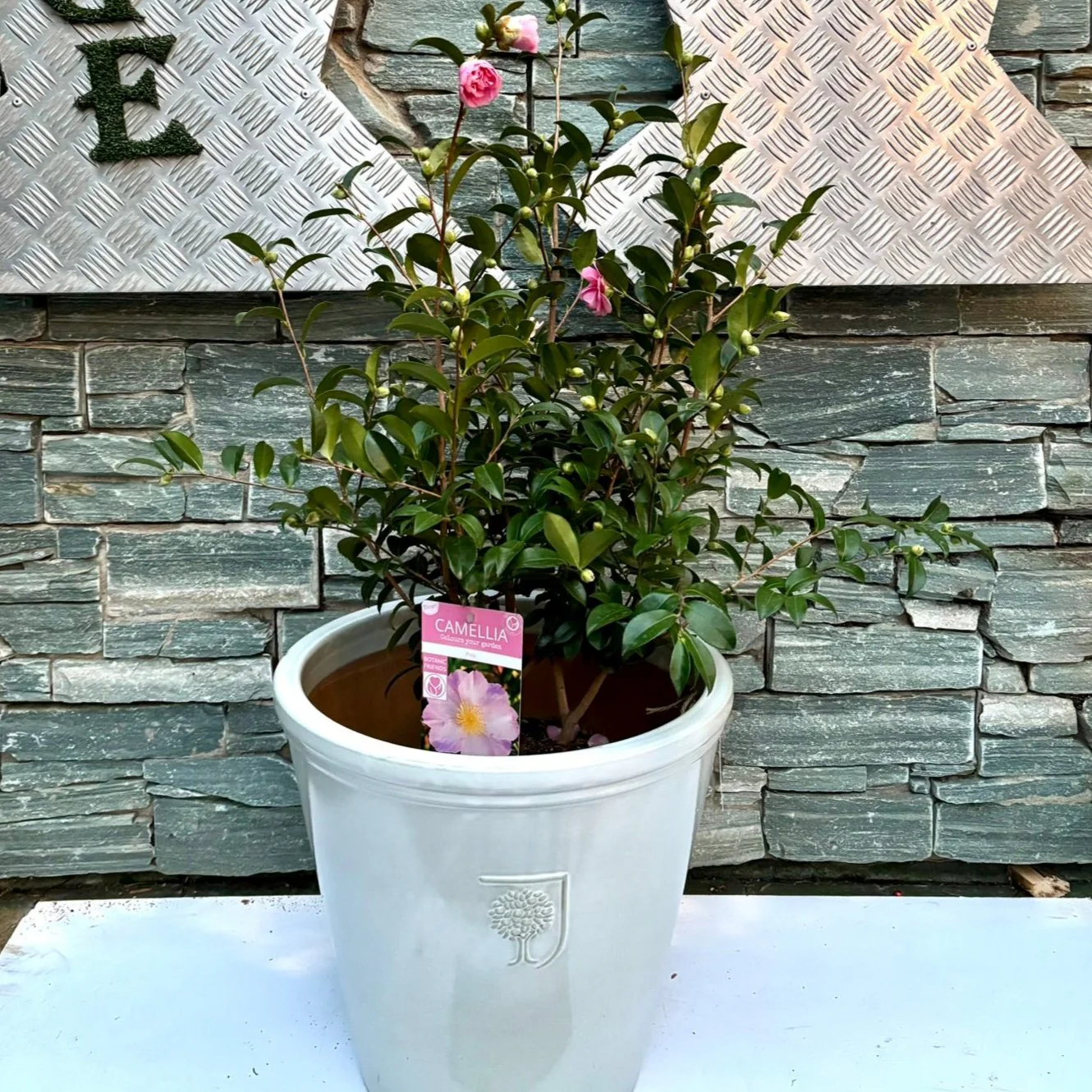 40 cm Ceramic pot with Camellia - Image 3