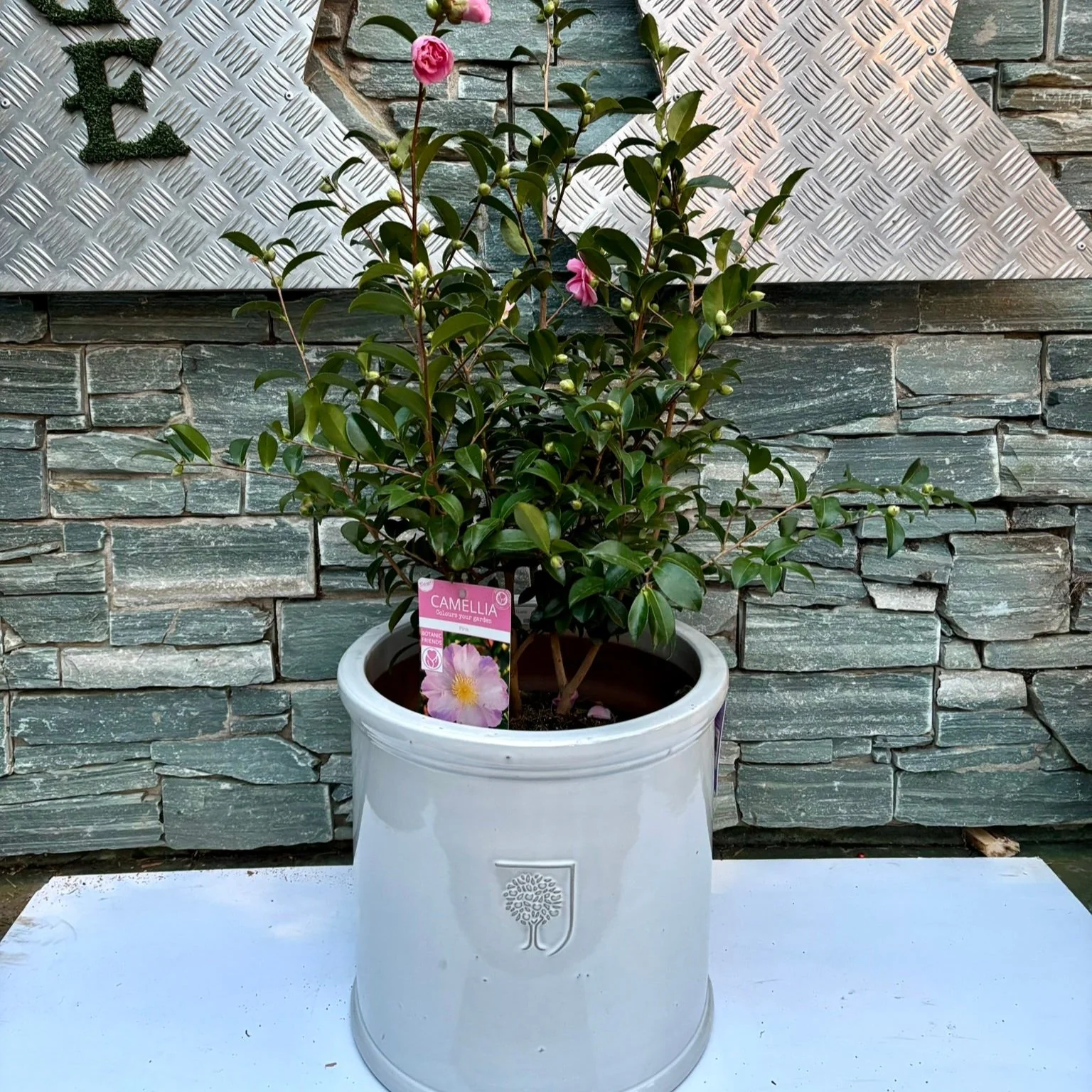 44 cm Cylinder Pot with Camellia