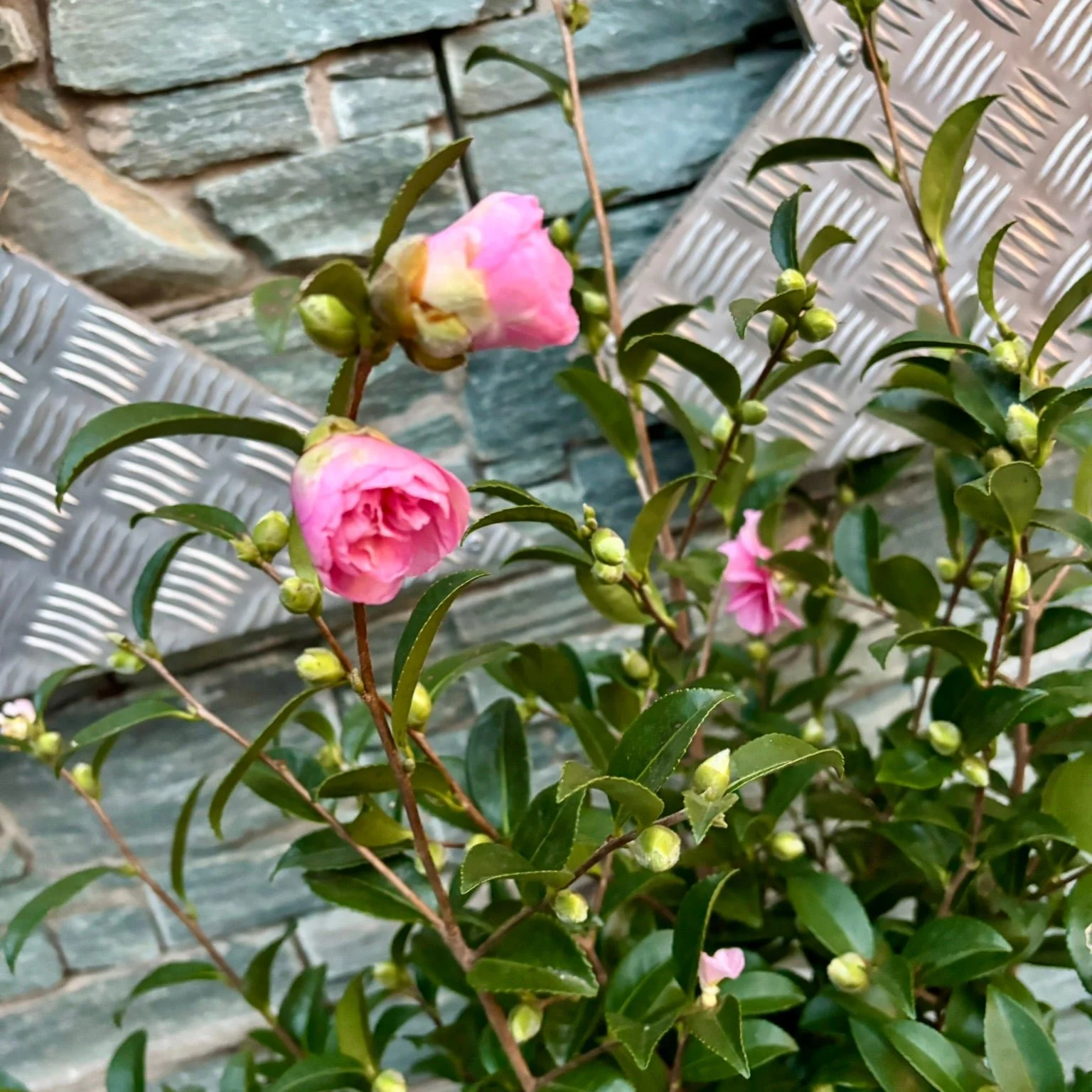 44 cm Cylinder Pot with Camellia - Image 2