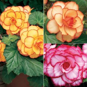 5 BEGONIA PICOTEE MIXED 4-5
