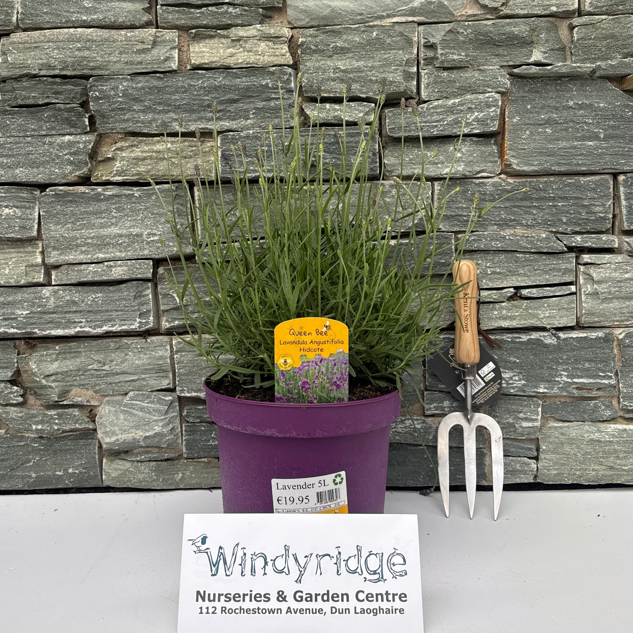 5L Lavender