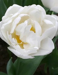 6 TULIP MONDIAL