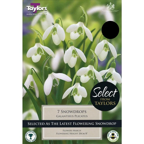 7 GALANTHUS PLICATUS  SELECT