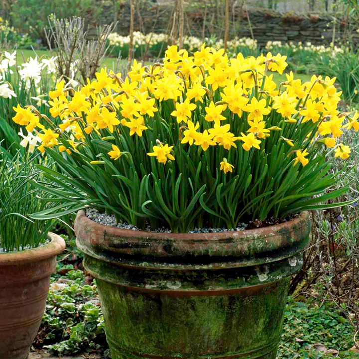 70 NARCISSI TETE A TETE BULK VALUE Net