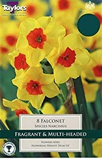 8 NARCISSI FALCONET   PREPACK