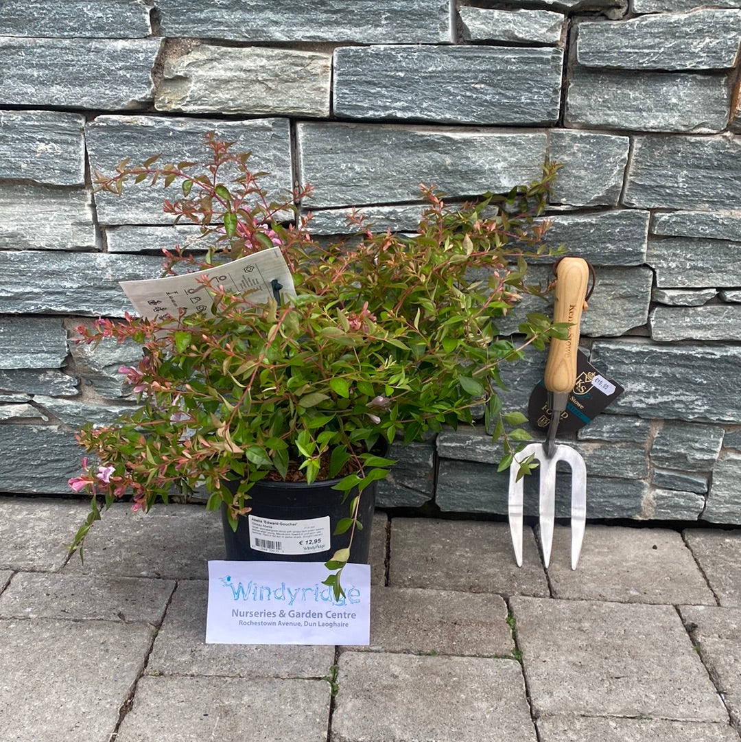 Abelia Edward Goucher  2 Ltr pot - Image 3