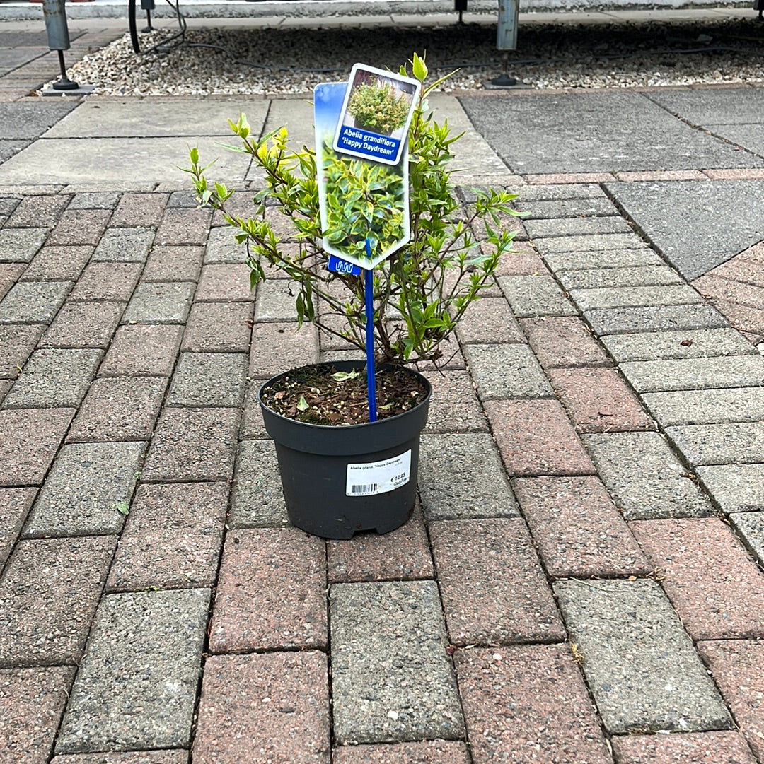 Abelia grand. Happy Daydream  2 Ltr pot - Image 2